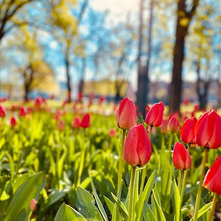 Schoene Aussichten Mitten In Berlin - Il Sole Esterno foto