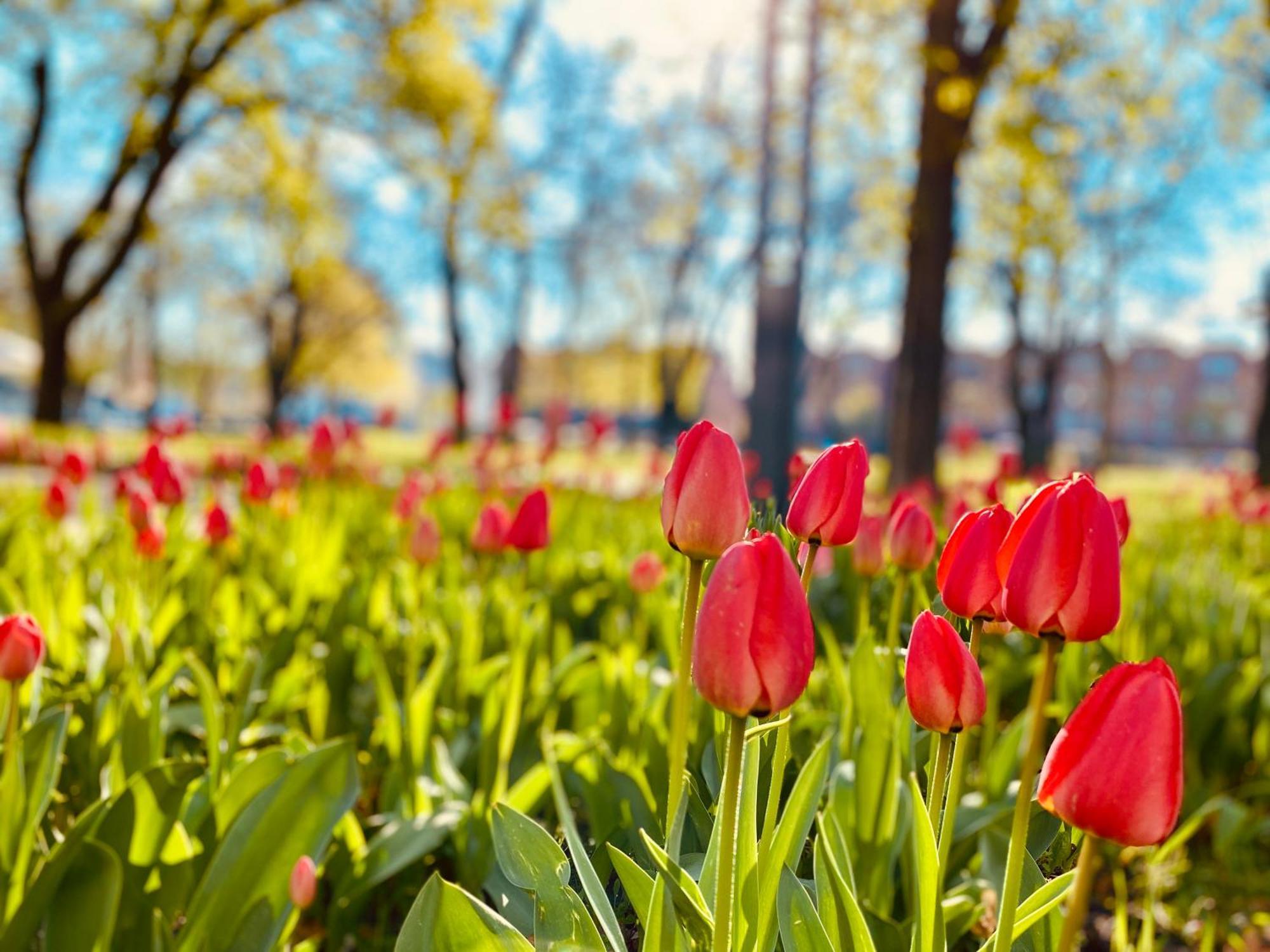 Schoene Aussichten Mitten In Berlin - Il Sole Esterno foto