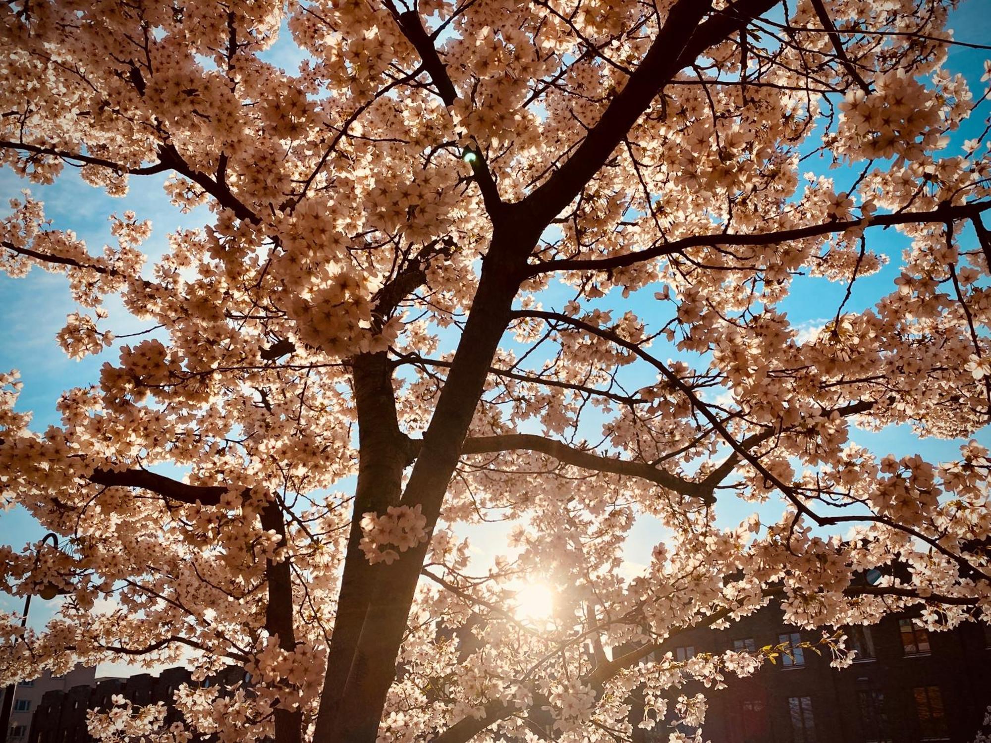 Schoene Aussichten Mitten In Berlin - Il Sole Esterno foto